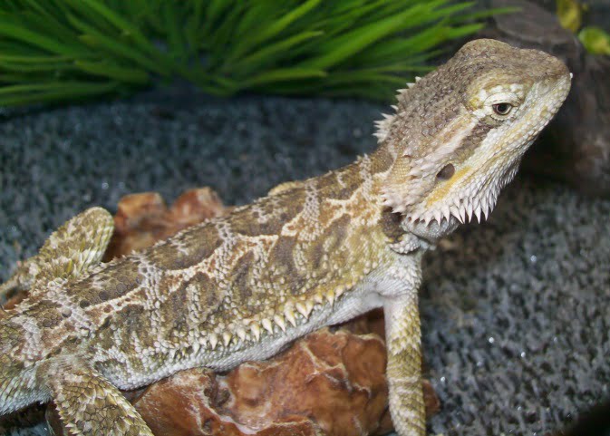 stole Begrænset Forkert Bearded Dragons as pets - Pets Australia