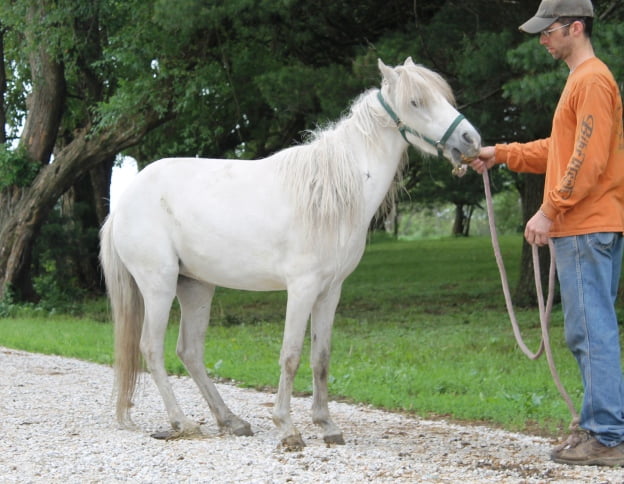 Caspian Horse Pets Australia