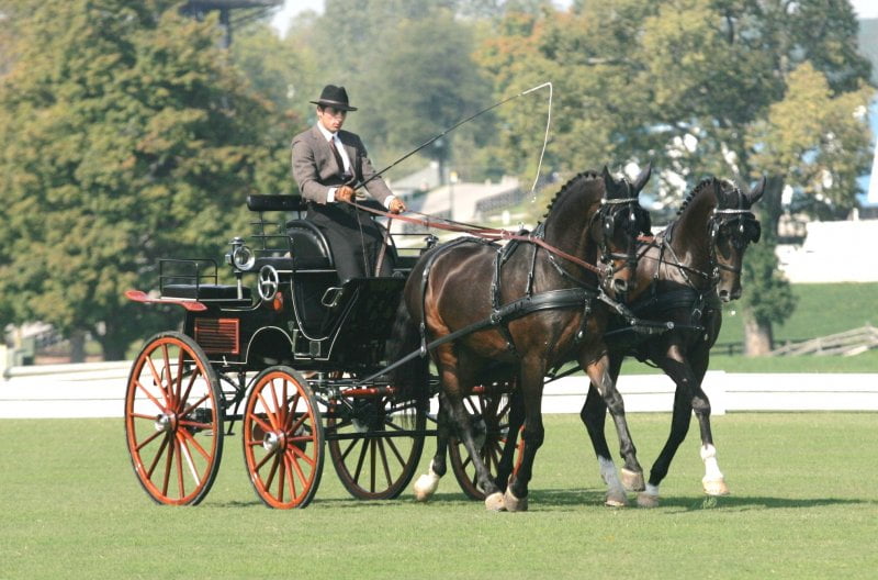 Combined Driving or Carriage Driving Pets Australia
