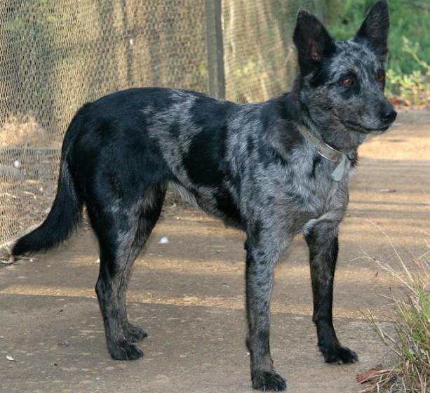 Koolie Temperament 2025