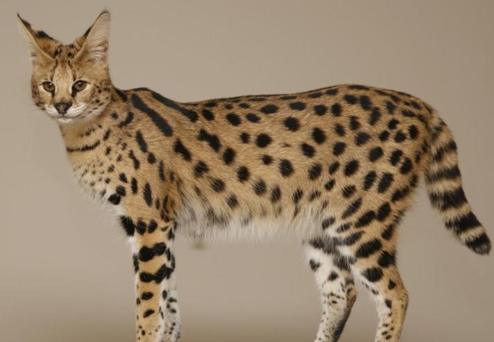 savannah cat breeder near me