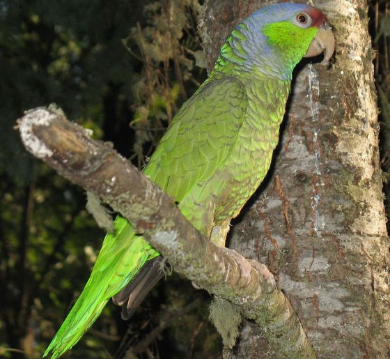 Amazon Parrots Pets Australia