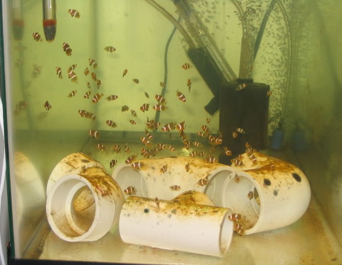 Fish Breeding Pets Australia