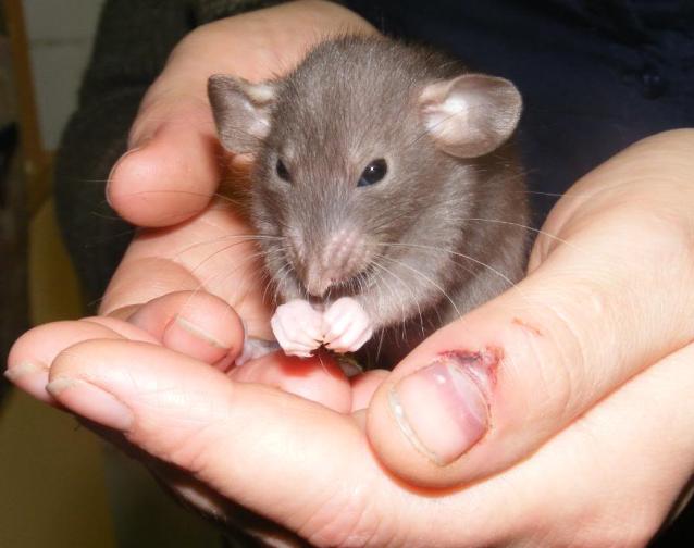 Keeping your Pet Mice Safe and Healthy Pets Australia