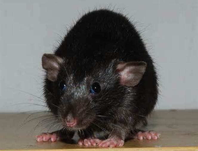 Pet Rat Varieties Pets Australia