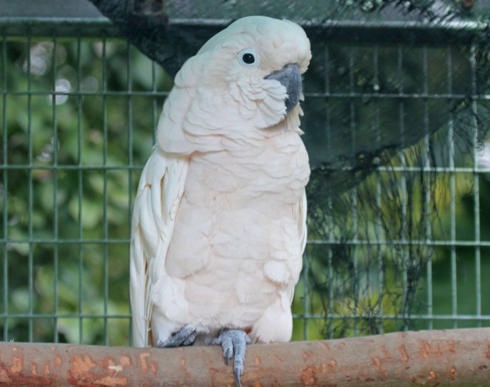 Umbrella Cockatoo Pets Australia