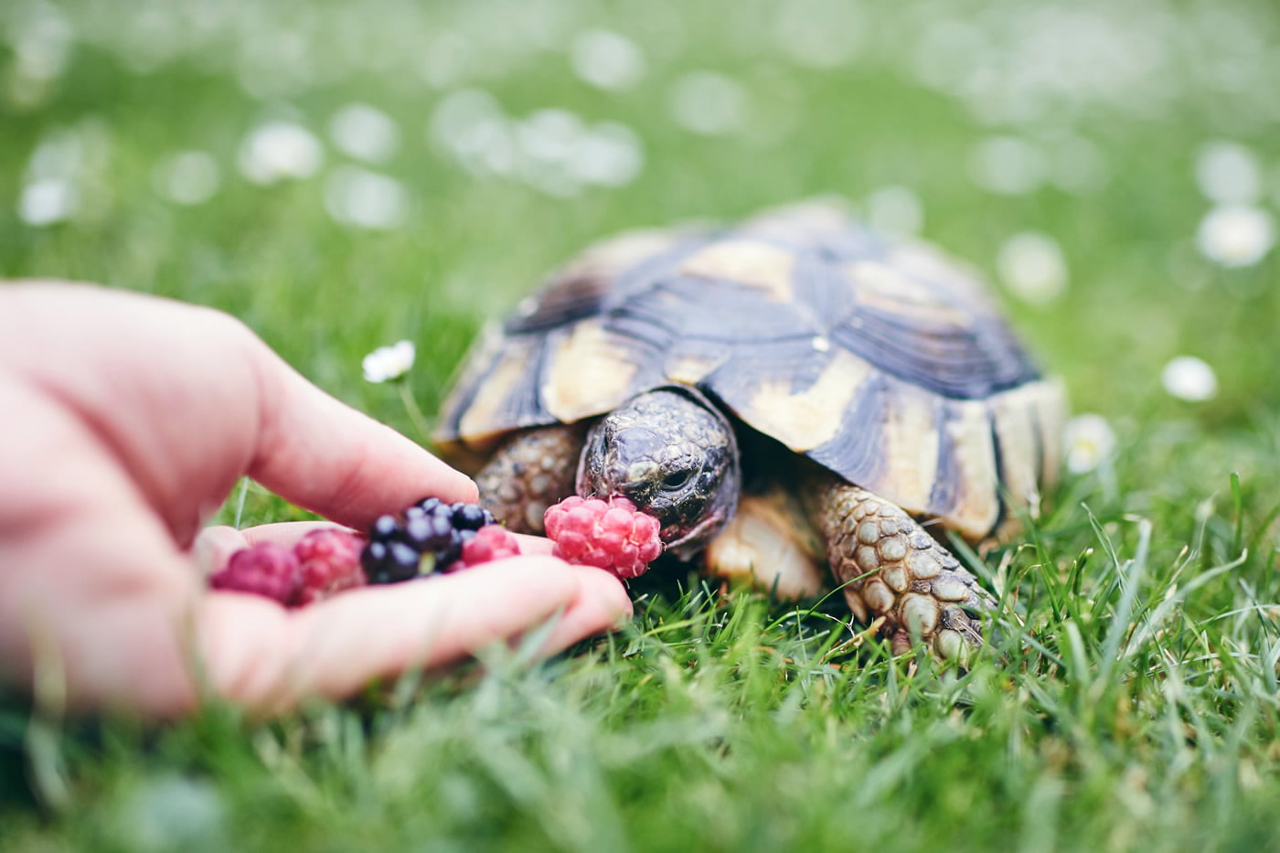 Feeding and Caring for your Pet Turtle Pets Australia