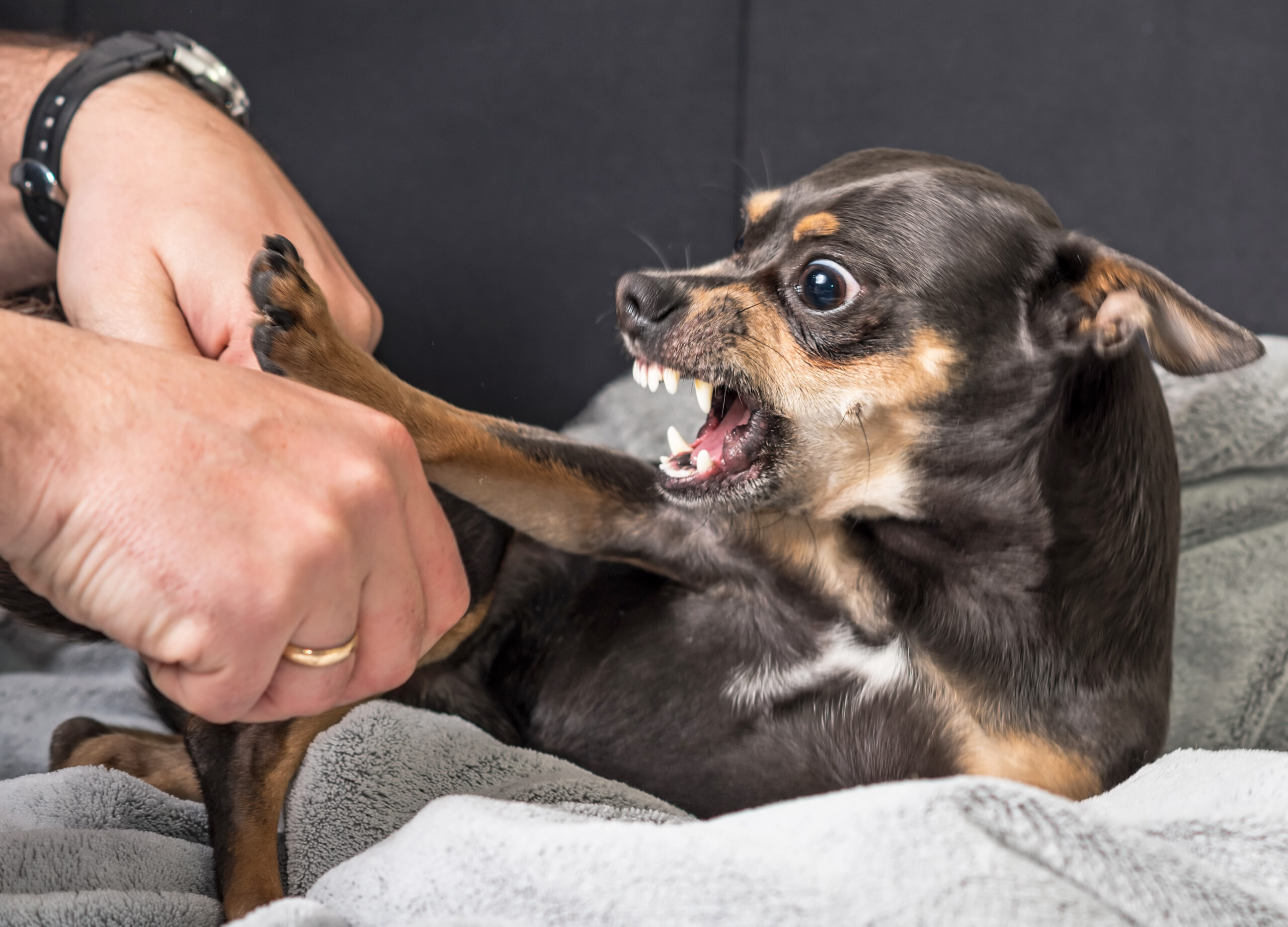 Dealing with Unwanted Pet Behaviors Pets Australia