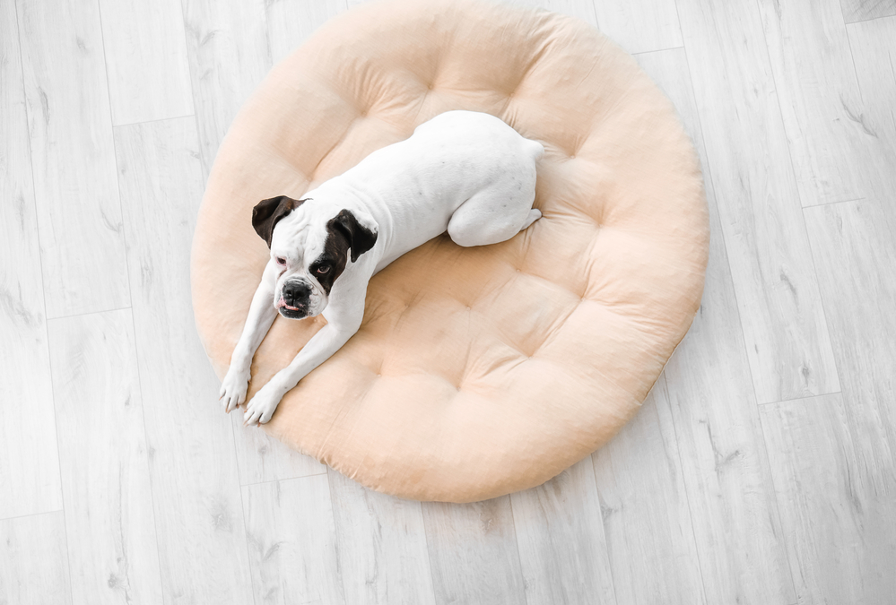 How to Choose the Right Bed for Your Pet Pets Australia