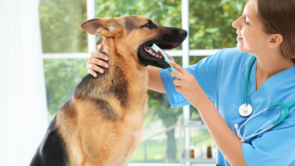 Taking Care of Your Pet’s Teeth