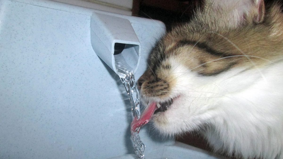Abnormal water intake in Cats