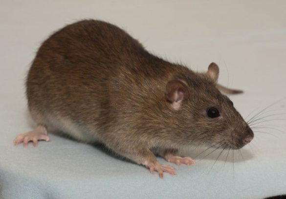 Agouti Rats