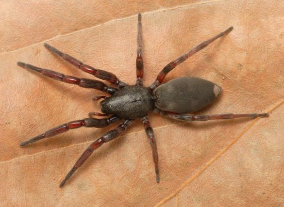 Australian Pet Spiders