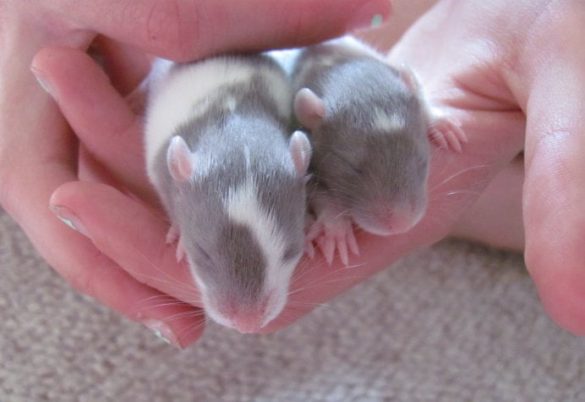 Baby Pet Mice