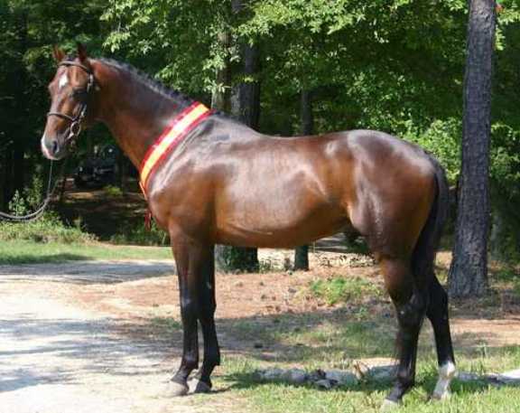 Belgian  Warmblood and Bavarian Warmblood Horse