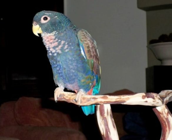 Bronze Wing Pionus Parrots