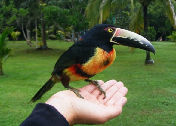 Collared Aracaris as Pets