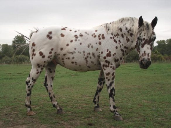Colorado Range Horse and Pony of the Americas