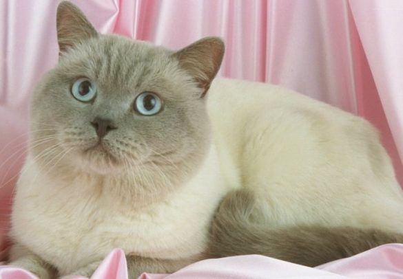 Colourpoint Shorthair Cat