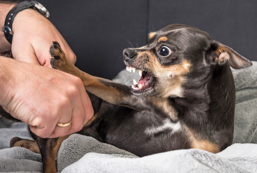 Dealing with Common Behavioral Issues in Pets