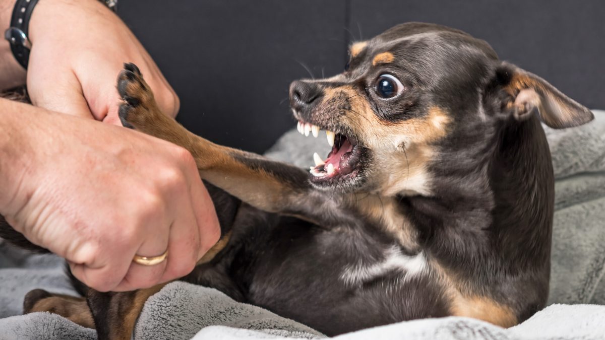 Dealing with Unwanted Pet Behaviors