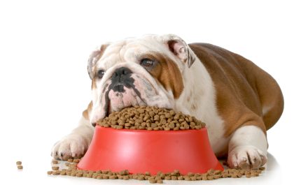 A dog with food