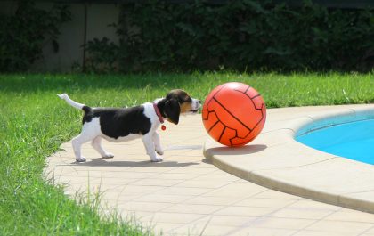 Cute Beagle puppy with ball near the pool