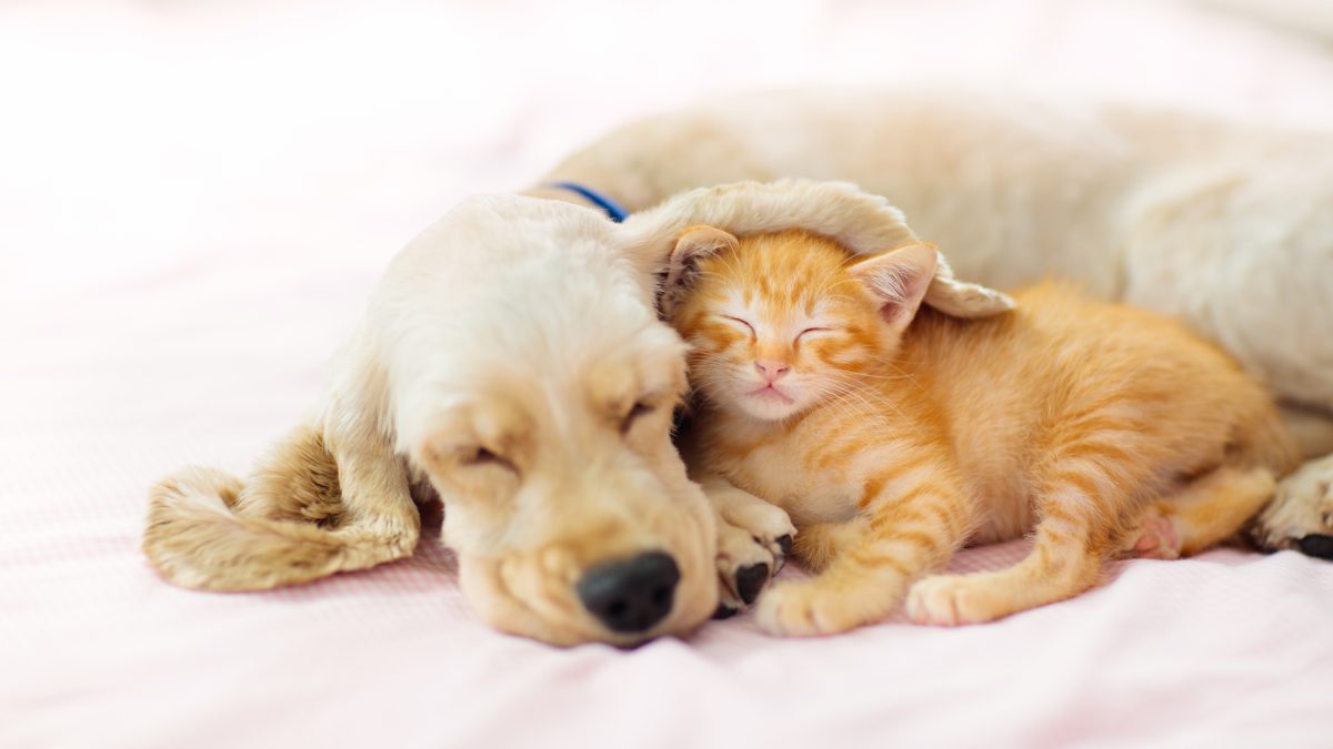 The Science Behind Your Pet’s Sleep
