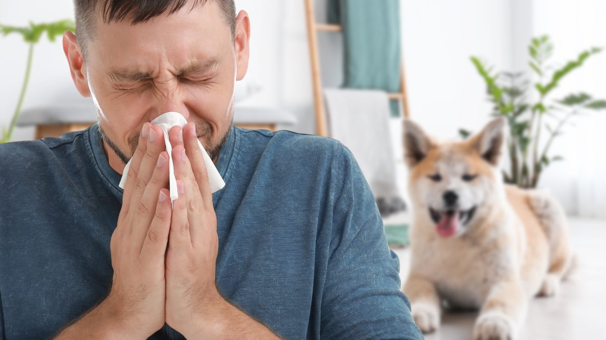 How to Manage Pet Allergies in Humans