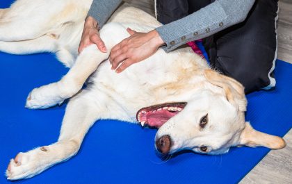 Training Your Pet for Therapy Work