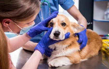 Veterinarian team examines the eyes of a sick Corgi dog.