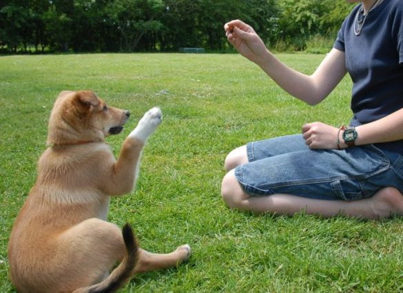 Dog Training & Behaviour
