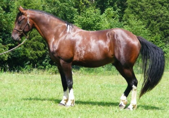 Galiceno Pony / Galiceno Horse