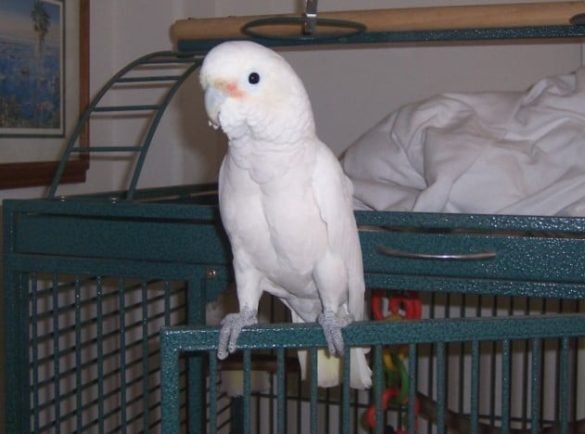 Goffin's Cockatoo as a Pet