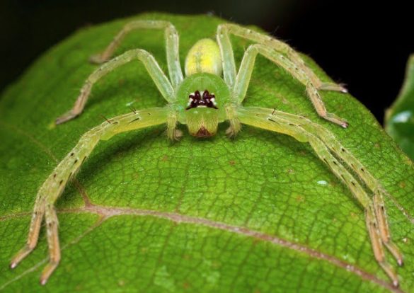 Green Pet Spiders
