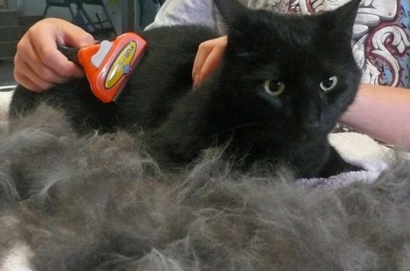 Grooming your Cat