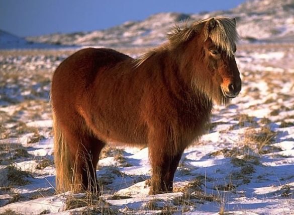 Icelandic Horse - Icelandic Pony
