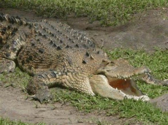 Keeping an Australian Crocodile as  a Pet