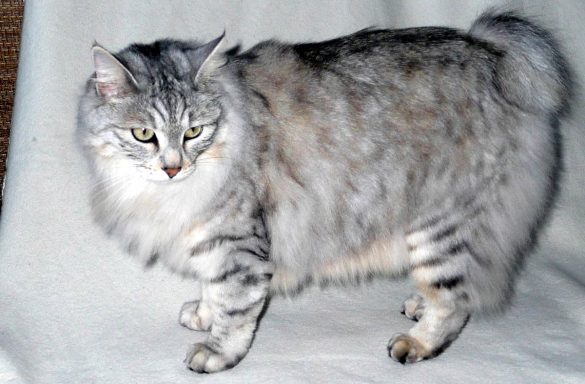 Kurilian Bobtail Cat