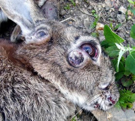 Myxomatosis - A death sentence for Domestic Bunnies in Australia