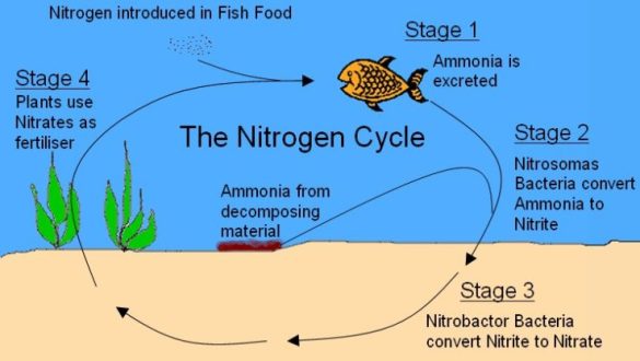 Nitrogen Cycle in your Fishtank
