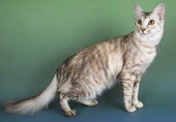 Oriental Longhair Cat