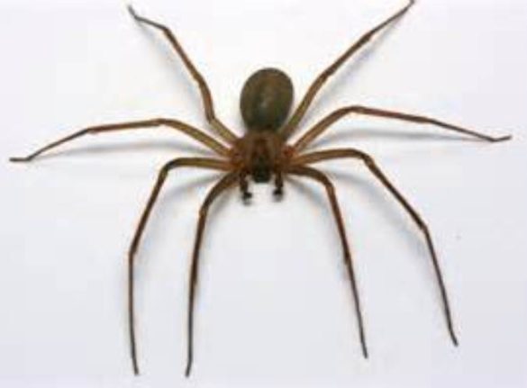 Pet Brown Recluse Spider