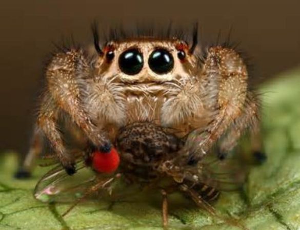 Pet Jumping Spiders