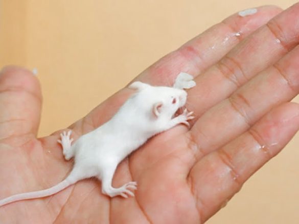 Pet Mice Care