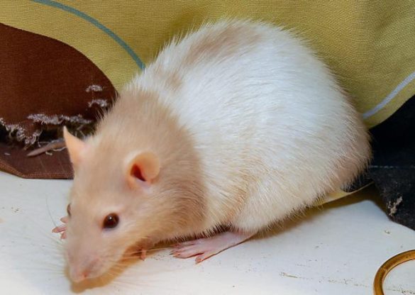 Pet Mice Health