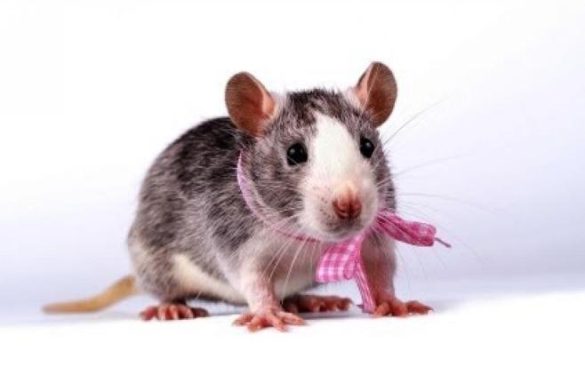 Pet Rat Care