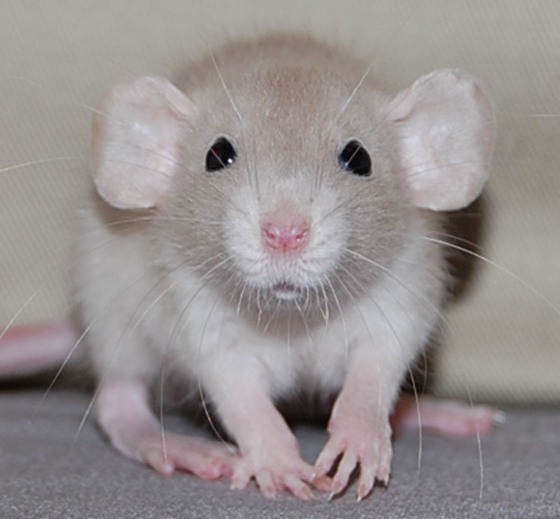 Pet Rat Health