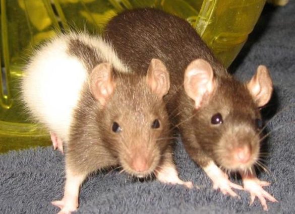Pet Rat Safety - yours and your rats!