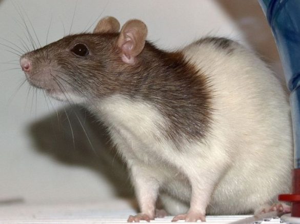 Pet Rat Selective Breeding